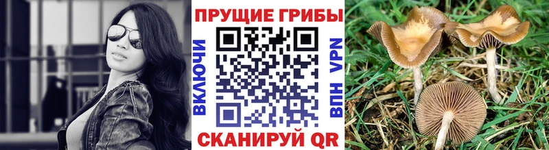 Псилоцибиновые грибы Psilocybe  мега как зайти  Дыгулыбгей 